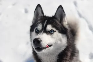 Charming Siberian Husky with blue eyes in a snowy winter setting, capturing the essence of cold beauty. jigsaw puzzle