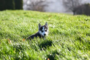 A cute Siberian Husky puppy with blue eyes sitting on vibrant green grass outdoors. jigsaw puzzle