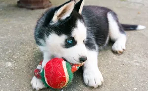 Cute Siberian husky puppy playing with a toy outside on a sunny day. jigsaw puzzle