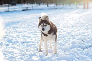 Siberian Husky enjoying a snowy winter day outdoors, capturing the beauty of nature. jigsaw puzzle