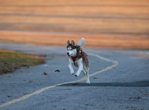 A lively husky dog with a harness runs joyfully on a paved path, showcasing energy and freedom. jigsaw puzzle