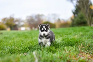Cute Siberian Husky puppy exploring green grass outdoors, showcasing its fluffy coat and blue eyes. jigsaw puzzle