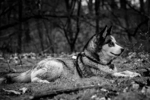A Siberian Husky lying in a forest setting, captured in black and white. jigsaw puzzle