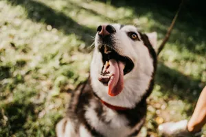 Close-up of a happy Siberian Husky with tongue out in a sunny outdoor setting. jigsaw puzzle