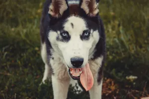 Adorable Siberian Husky portrait with bright blue eyes and tongue out in a grassy field. jigsaw puzzle
