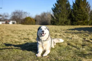A cheerful Siberian Husky dog sitting on a grassy field on a sunny day. jigsaw puzzle
