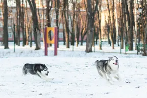 Two Siberian Huskies energetically running through a snowy winter park. jigsaw puzzle