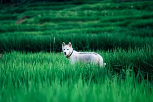 A Siberian Husky dog stands amidst vibrant tall grass in the outdoors. jigsaw puzzle
