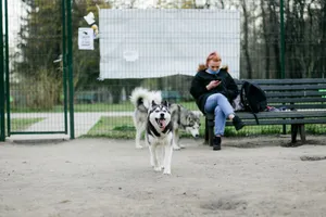 Female chatting on cellphone while sitting with crossed legs on bench near content purebred dogs walking with tongue out on street jigsaw puzzle