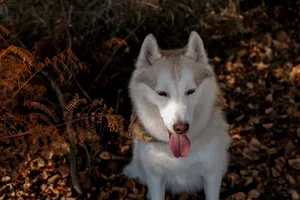 A Siberian Husky dog enjoying the fall foliage, surrounded by autumn leaves. jigsaw puzzle