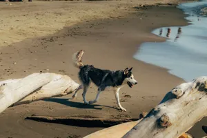 A Siberian Husky walks on a serene beach in Apartadó, Colombia, featuring driftwood and gentle waves. jigsaw puzzle