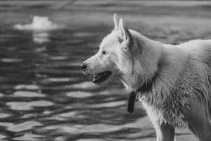 Close-up black and white shot of a wet dog near the water. Capture of a canine moment. jigsaw puzzle