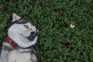 Siberian Husky lying on green grass with a red collar. Top view from Oklahoma City. jigsaw puzzle