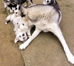 Adorable husky puppies play with their mother outdoors on a summer day. jigsaw puzzle
