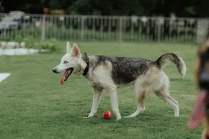 A Siberian Husky enjoys a playful moment with a ball on a grassy field. jigsaw puzzle