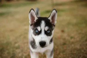Cute Siberian Husky puppy with striking blue eyes standing on a grassy field. jigsaw puzzle