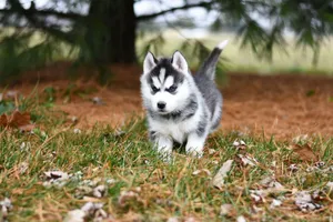 Cute Siberian husky puppy exploring autumn forest. Perfect for pet lovers. jigsaw puzzle
