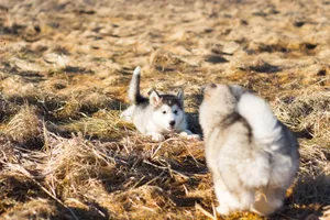 Adorable Siberian husky puppies playing in an autumn field, showcasing their playful nature. jigsaw puzzle