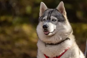 Close-up of a Siberian Husky with blue eyes sitting outdoors. jigsaw puzzle