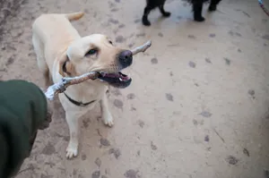 A Labrador Retriever playfully holding a stick during an outdoor walk. jigsaw puzzle