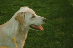 Close-up of a golden Labrador retriever panting in a grassy outdoor setting. jigsaw puzzle