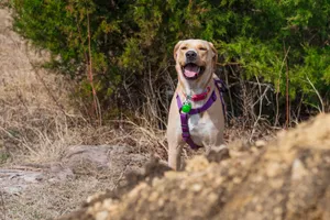 A cheerful Labrador in a vibrant harness joyfully stands in a natural outdoor setting. jigsaw puzzle
