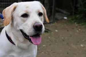 A friendly Labrador Retriever with tongue out, enjoying a day outside. jigsaw puzzle