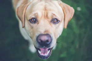 A friendly Labrador Retriever looking up with warm eyes on a grassy background. jigsaw puzzle