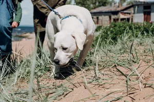 A Labrador Retriever explores a sandy beach on a sunny day. jigsaw puzzle