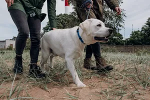 A Labrador retriever on a leash enjoys a walk with two adults in a grassy field. jigsaw puzzle