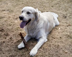 A golden retriever lying on dry grass, holding a stick with its tongue out, enjoying a sunny day outdoors. jigsaw puzzle