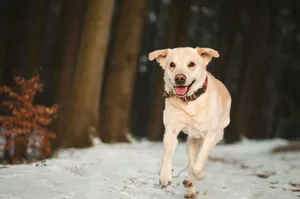 Labrador retriever joyfully running through a snowy forest, capturing the essence of winter outdoors. jigsaw puzzle