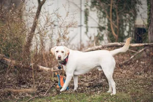 White Labrador retriever in a fall forest, exploring nature. jigsaw puzzle