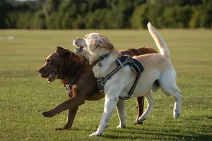 Two labrador retrievers run joyfully across a grassy park in the sunlight, showcasing energy and companionship. jigsaw puzzle