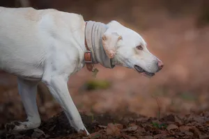 A focused Labrador Retriever walking through an autumn forest, surrounded by fallen leaves. jigsaw puzzle