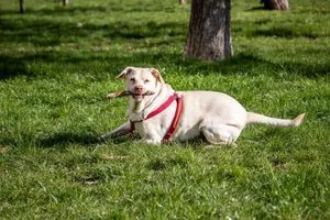 A Labrador Retriever wearing a red harness enjoys a sunny day with a stick in a green park. jigsaw puzzle