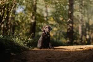 Cute black Labrador puppy sitting on a forest path bathed in soft sunlight jigsaw puzzle