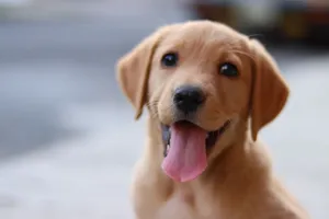 Cute Labrador Retriever puppy with tongue out sitting outdoors, looking playful. jigsaw puzzle