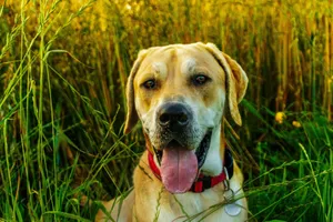 Adorable Golden Retriever dog in a field on a sunny day, looking playful and cute. jigsaw puzzle