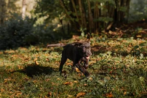 Energetic puppy enjoying a run through a sunlit forest, capturing the joy of a fall day. jigsaw puzzle