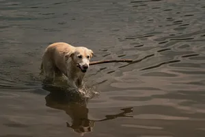 A playful golden retriever fetches a wooden stick while splashing through calm river water. jigsaw puzzle