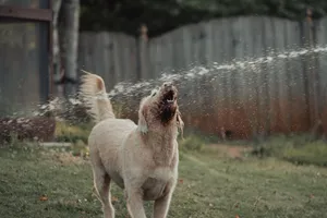 Golden Retriever joyfully playing with water in a sunny backyard setting. jigsaw puzzle