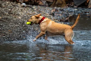 Energetic Labrador retrieves a toy in a picturesque river setting. jigsaw puzzle