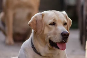 Charming Labrador Retriever with tongue out in a serene outdoor setting, showcasing its playful nature. jigsaw puzzle