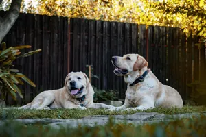 Two golden Labradors resting on grass in a sunny backyard, surrounded by trees and a wooden fence. jigsaw puzzle