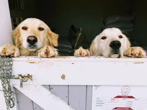 Two golden retrievers peeking over a wooden gate, showcasing their playful expressions in a stable setting. jigsaw puzzle
