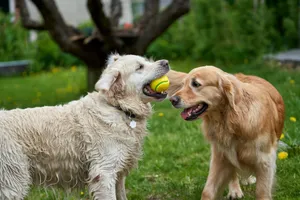 Two playful golden retrievers having fun with a ball in an outdoor garden setting. jigsaw puzzle