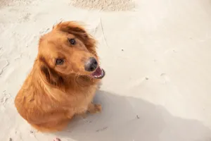 A friendly golden retriever sits happily on a sandy beach looking up. jigsaw puzzle