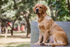 A golden retriever dog sitting on a park bench, enjoying a sunny day outdoors. jigsaw puzzle