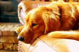 A golden retriever lies comfortably on a leather sofa indoors, showcasing its soft fur. jigsaw puzzle